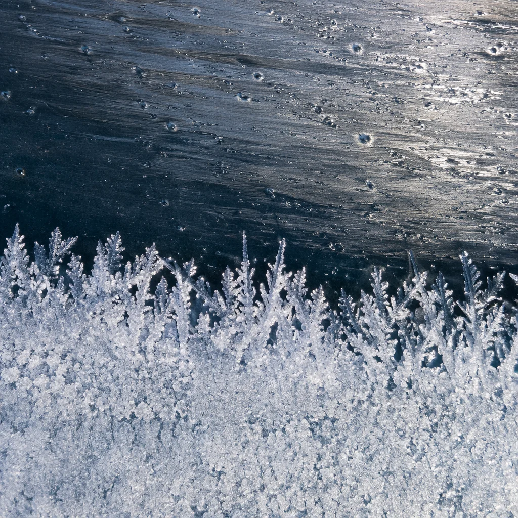Fern-Like Frost Crystals on Winter Ice