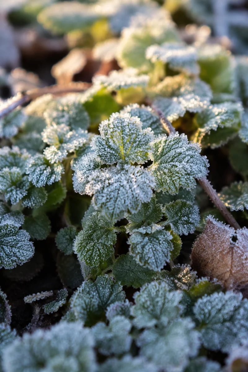 Frosted Green Leaves in Winter Macro