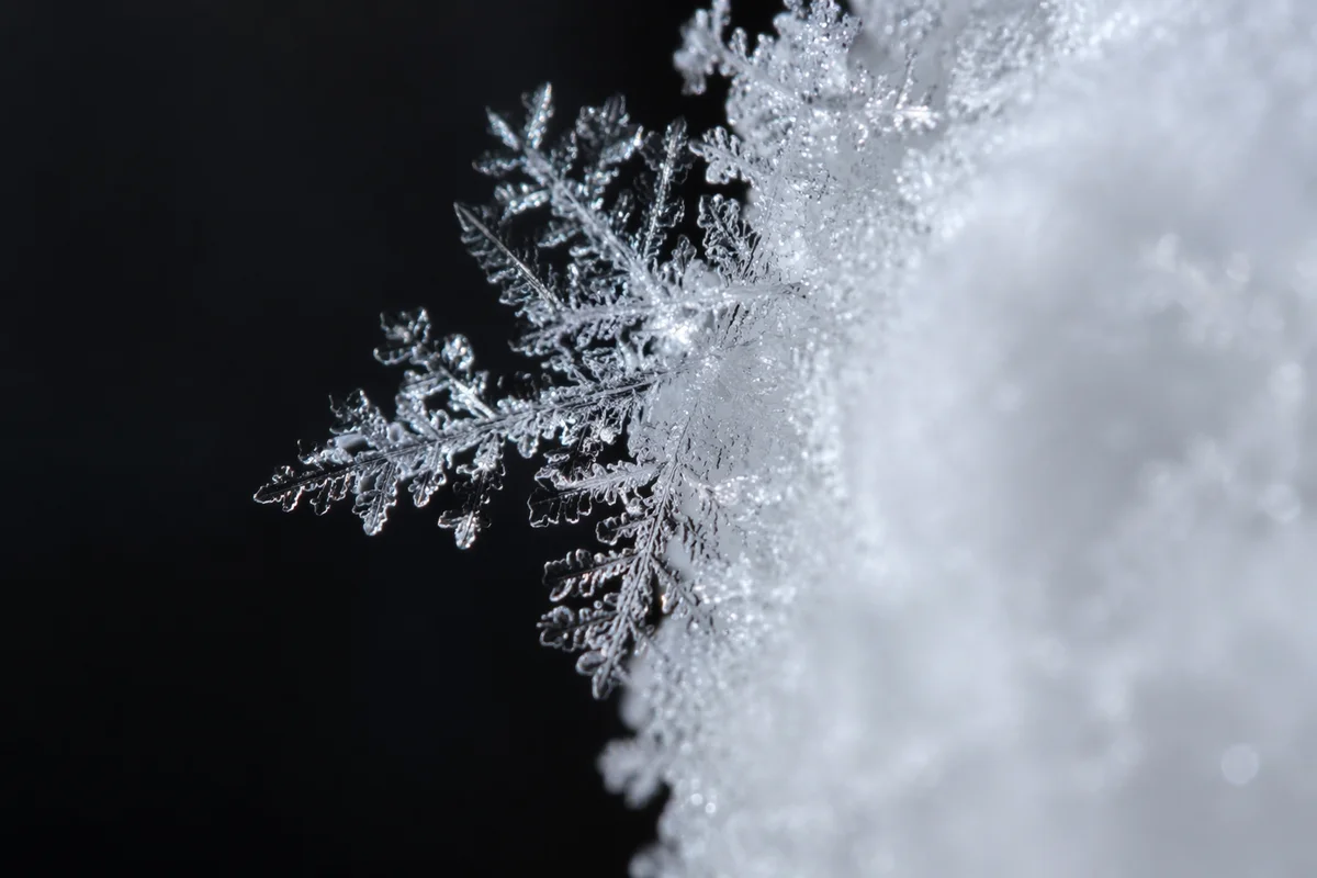 Delicate Frost Ice Crystals Macro Contrast