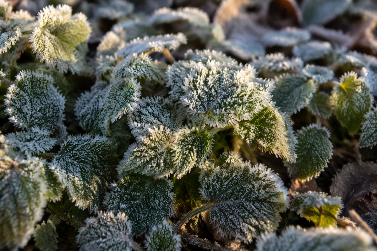 Frosted Green Leaves in Winter Macro