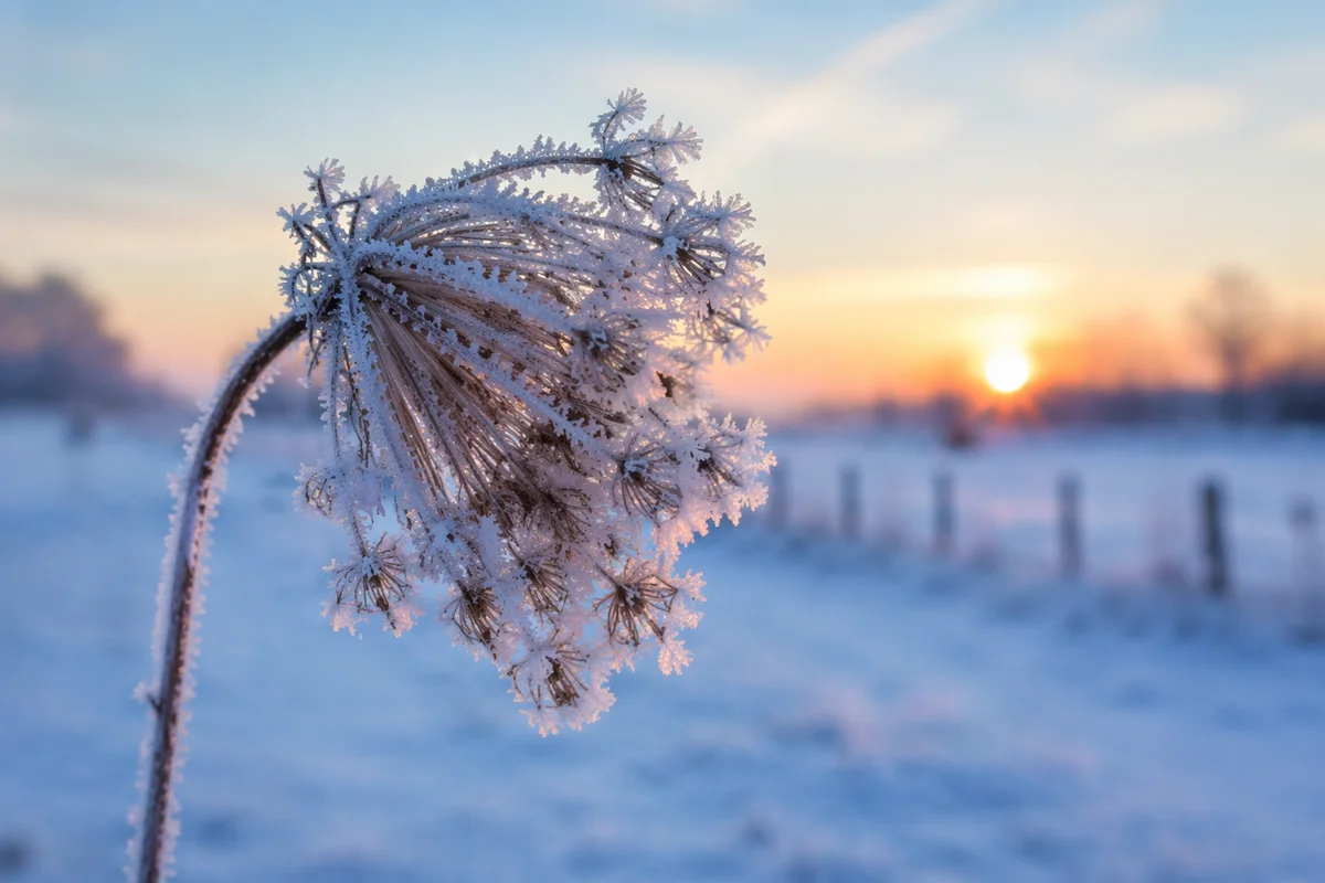 Frosted Wildflower Seed Head at Winter Sunrise