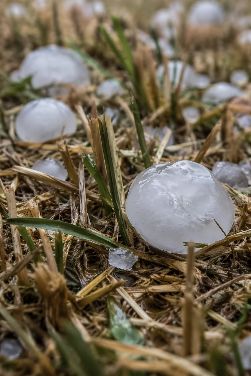 Hail Stones on Storm-Damaged Grass