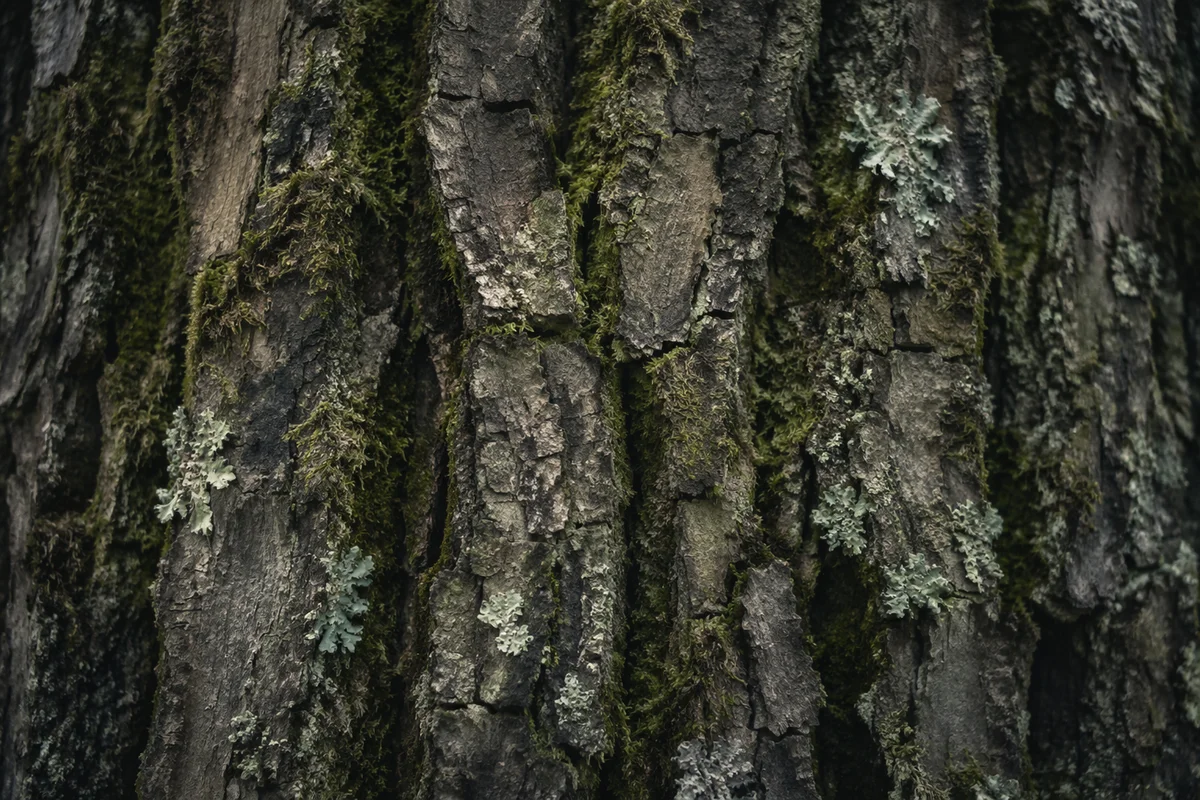 Mossy Tree Bark Macro Texture