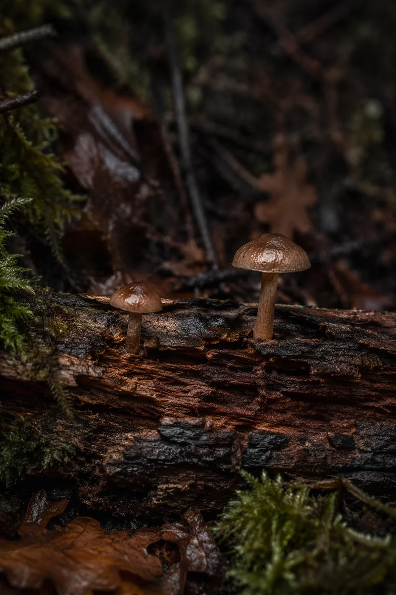 Tiny Forest Mushrooms on Fallen Log