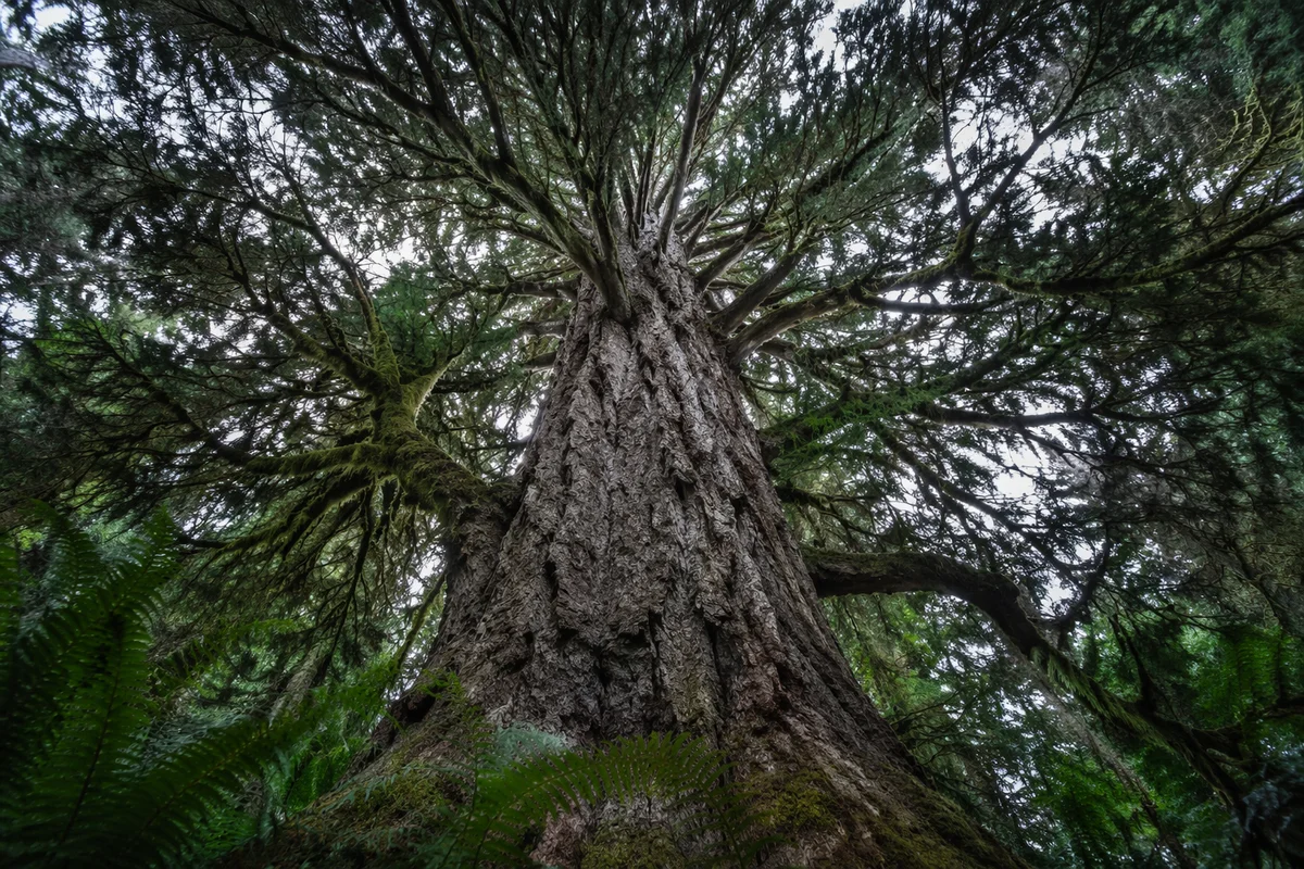 Ancient Evergreen Canopy From Forest Floor