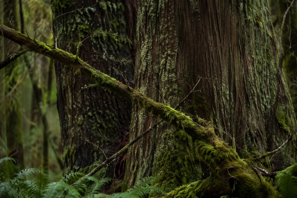 Ancient Forest Trunks with Mossy Fern Floor