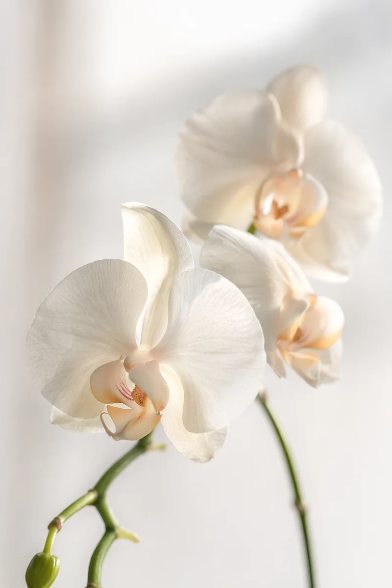 Delicate White Orchids in Soft Window Light