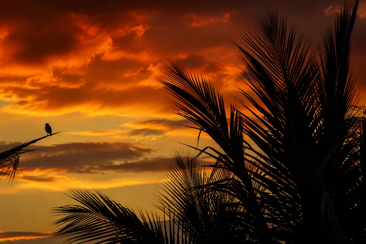 Palm Silhouettes at Tropical Orange Sunset