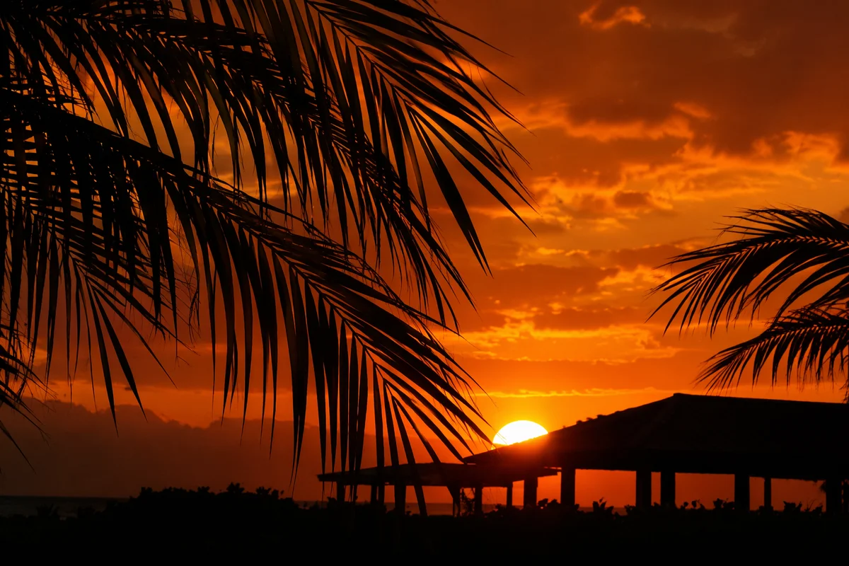 Palm Silhouettes Framing Tropical Orange Sunset