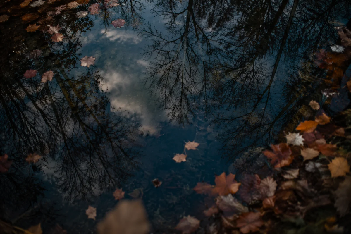 Autumn Tree Reflections on Still Pond