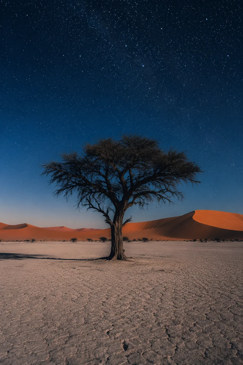 Acacia Silhouette Under African Savanna Sunset