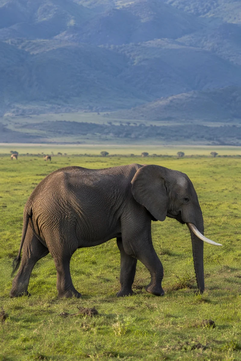 African Elephant Crossing Green Savanna Plains