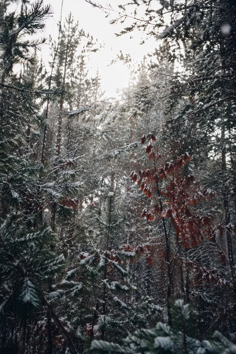 Peaceful Early Winter Snowfall in Pine Woods