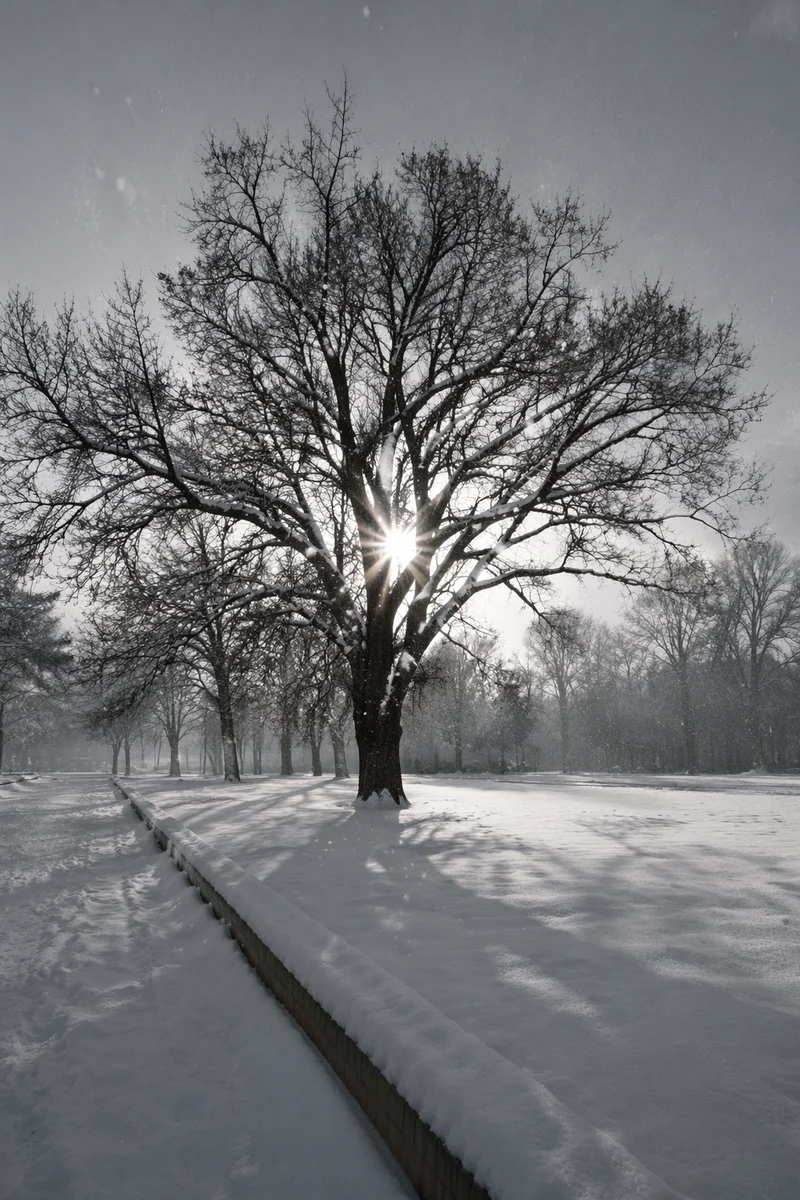 Peaceful Snowfall Over Winter Park Tree