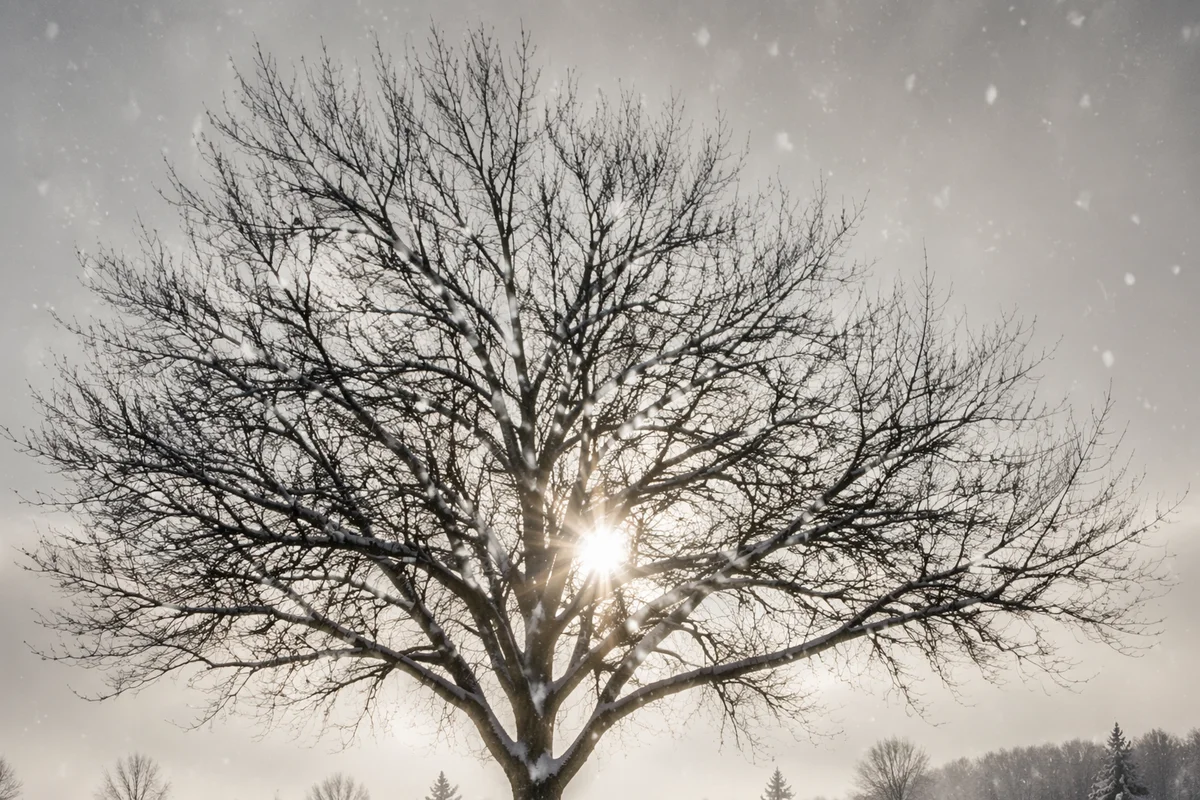 Peaceful Snowfall Over Solitary Winter Tree