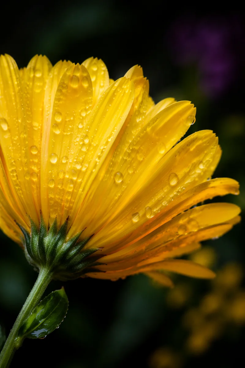 Dewy Yellow Spring Blossom Macro