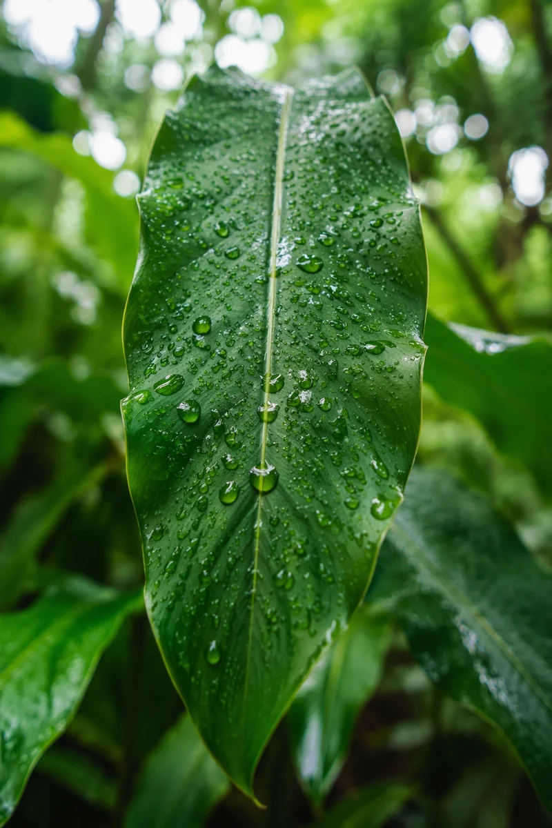 Spring Raindrops on Fresh Green Leaf
