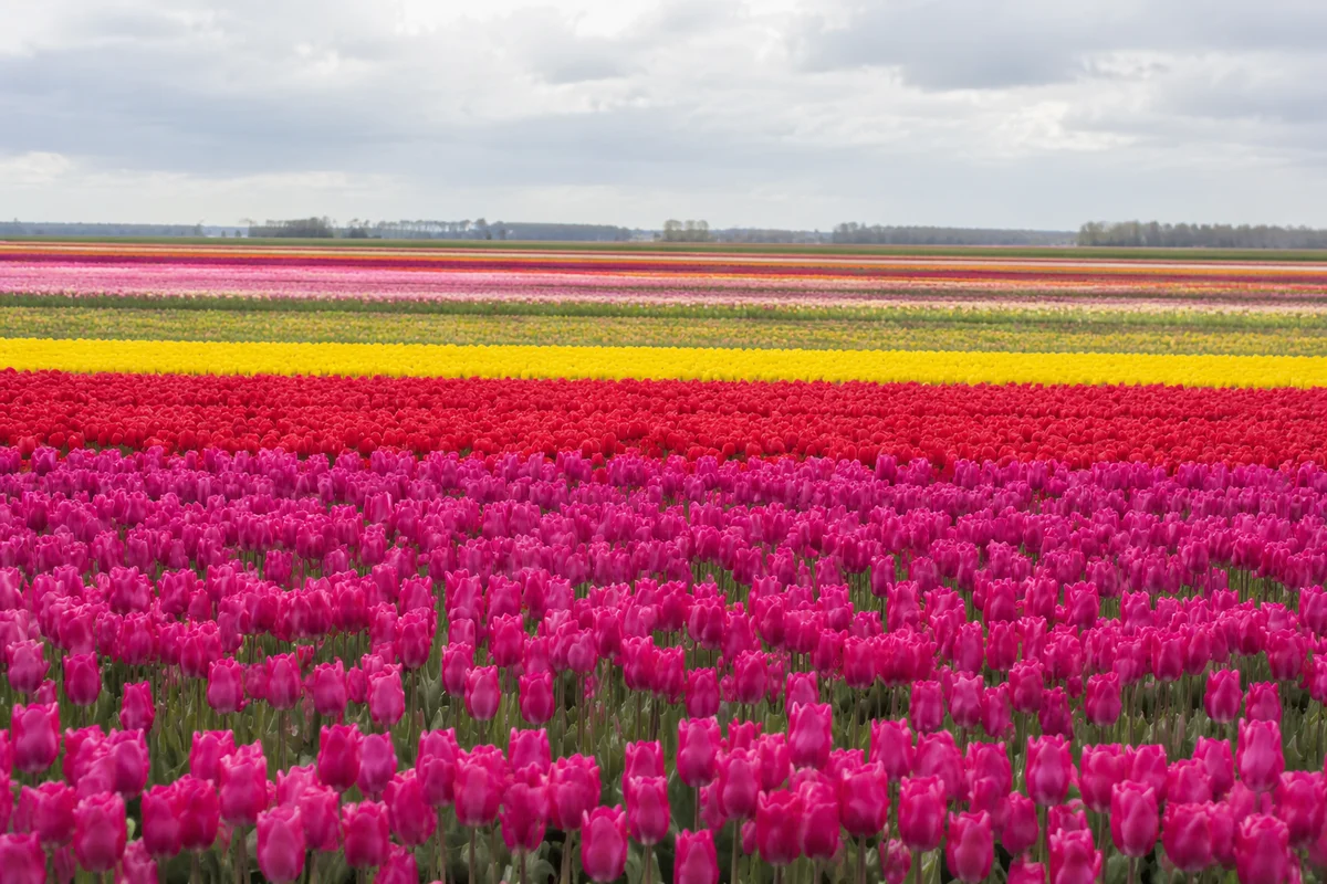 Colorful Spring Tulip Rows in Netherlands