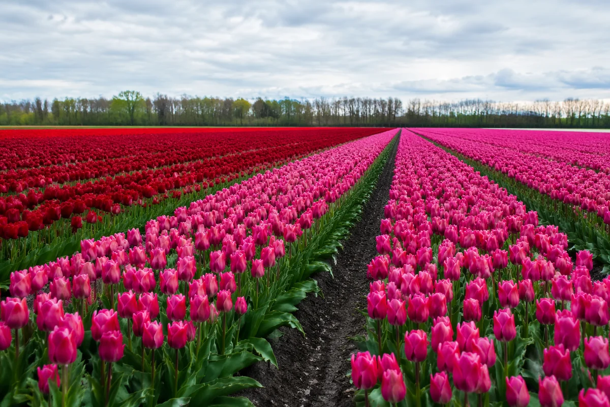Vibrant Tulip Field Rows in Netherlands