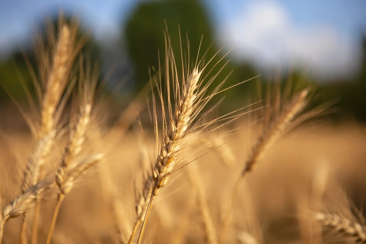 Golden Hour Wheat Field in Gentle Breeze