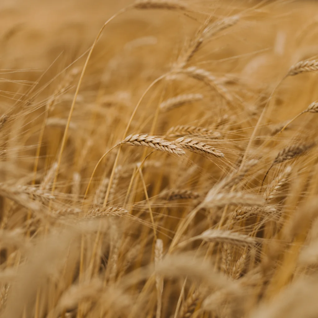 Golden Wheat Field Swaying in Breeze