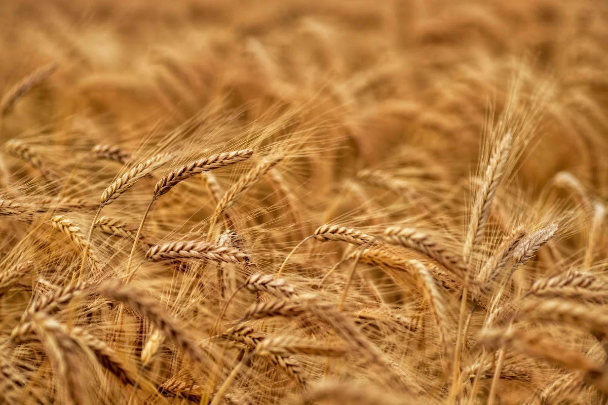 Golden Wheat Field Swaying in Breeze