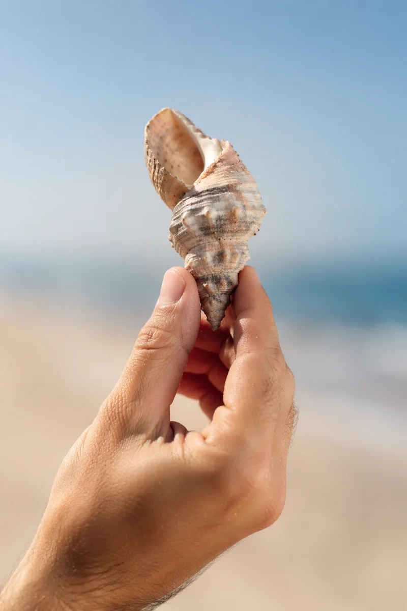 Hand Holding Weathered Seashell by the Sea