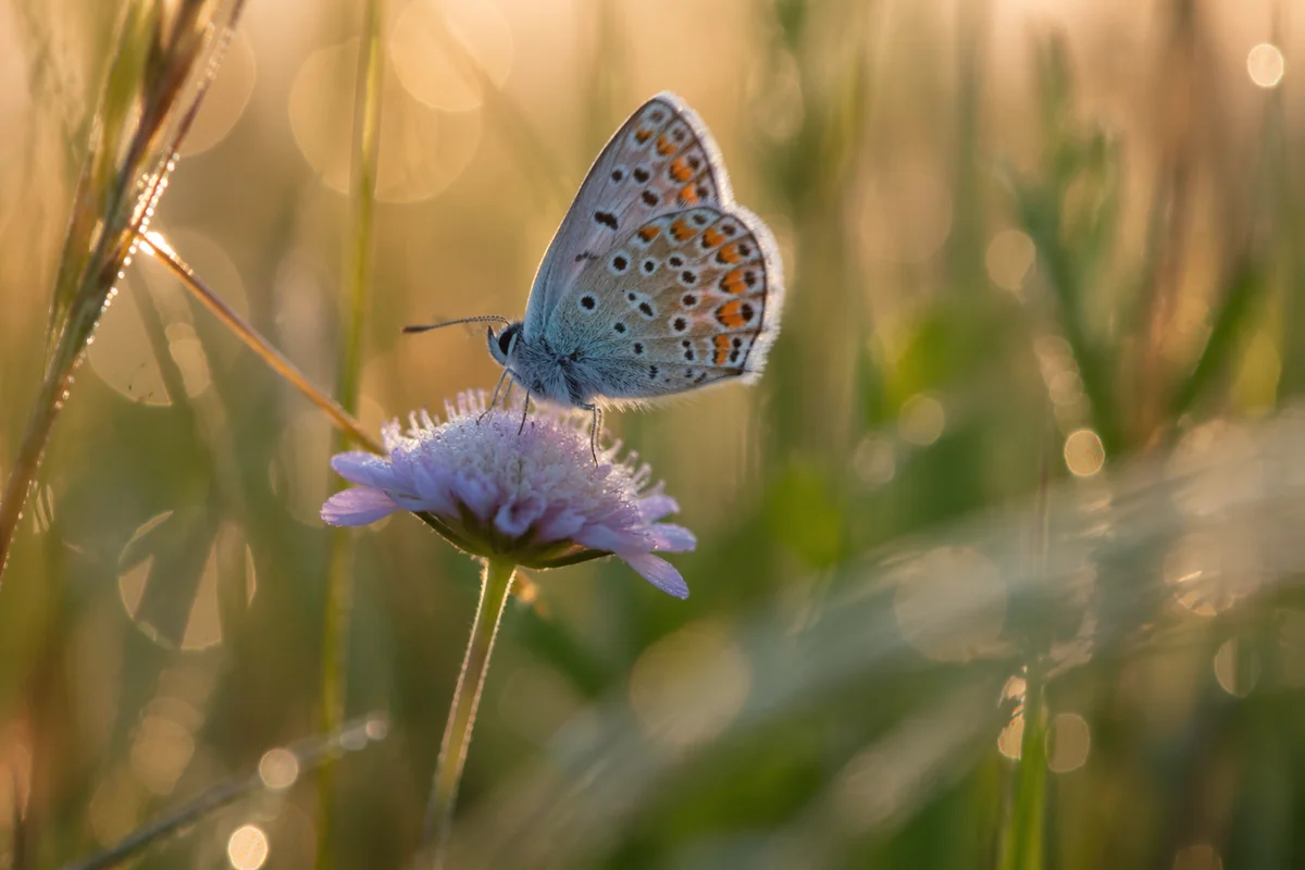 Butterfly Landing on Wildflower at Sunrise