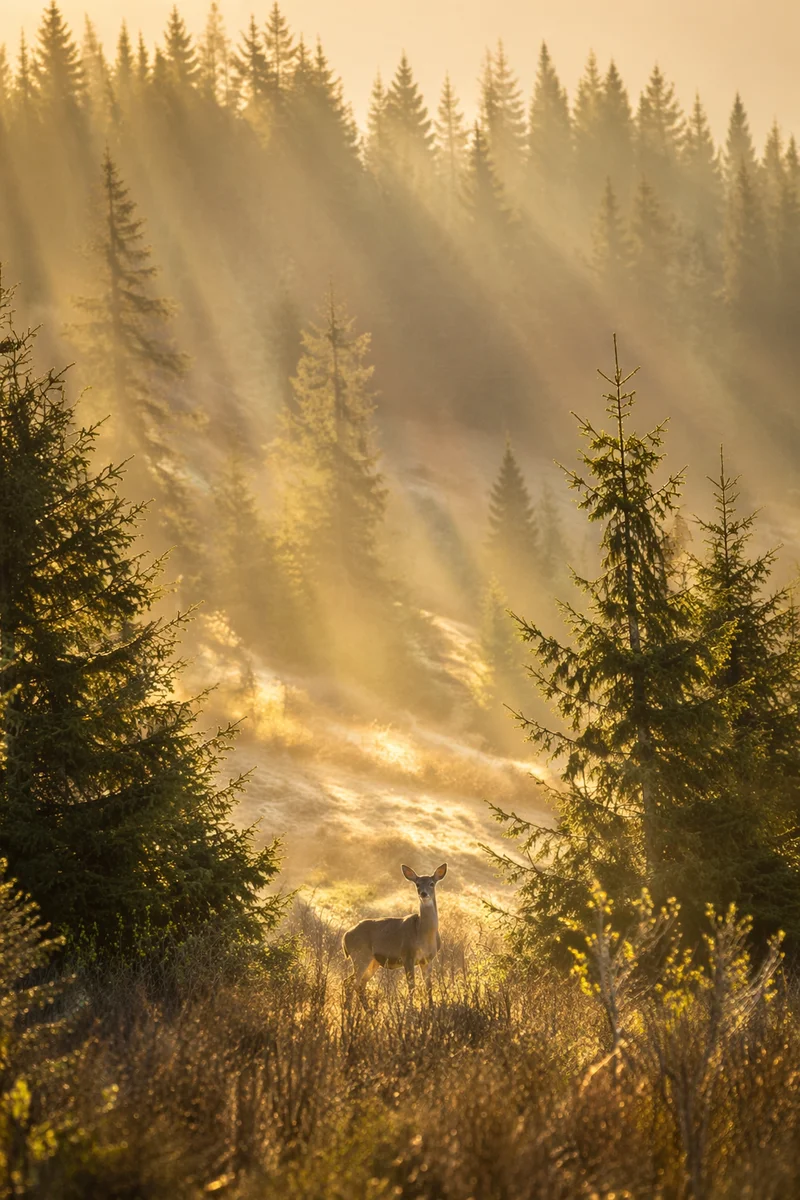Gentle Deer in Misty Morning Forest