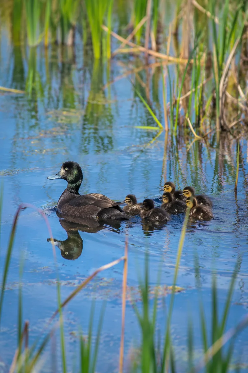 Duck Family Swimming Through Spring Pond