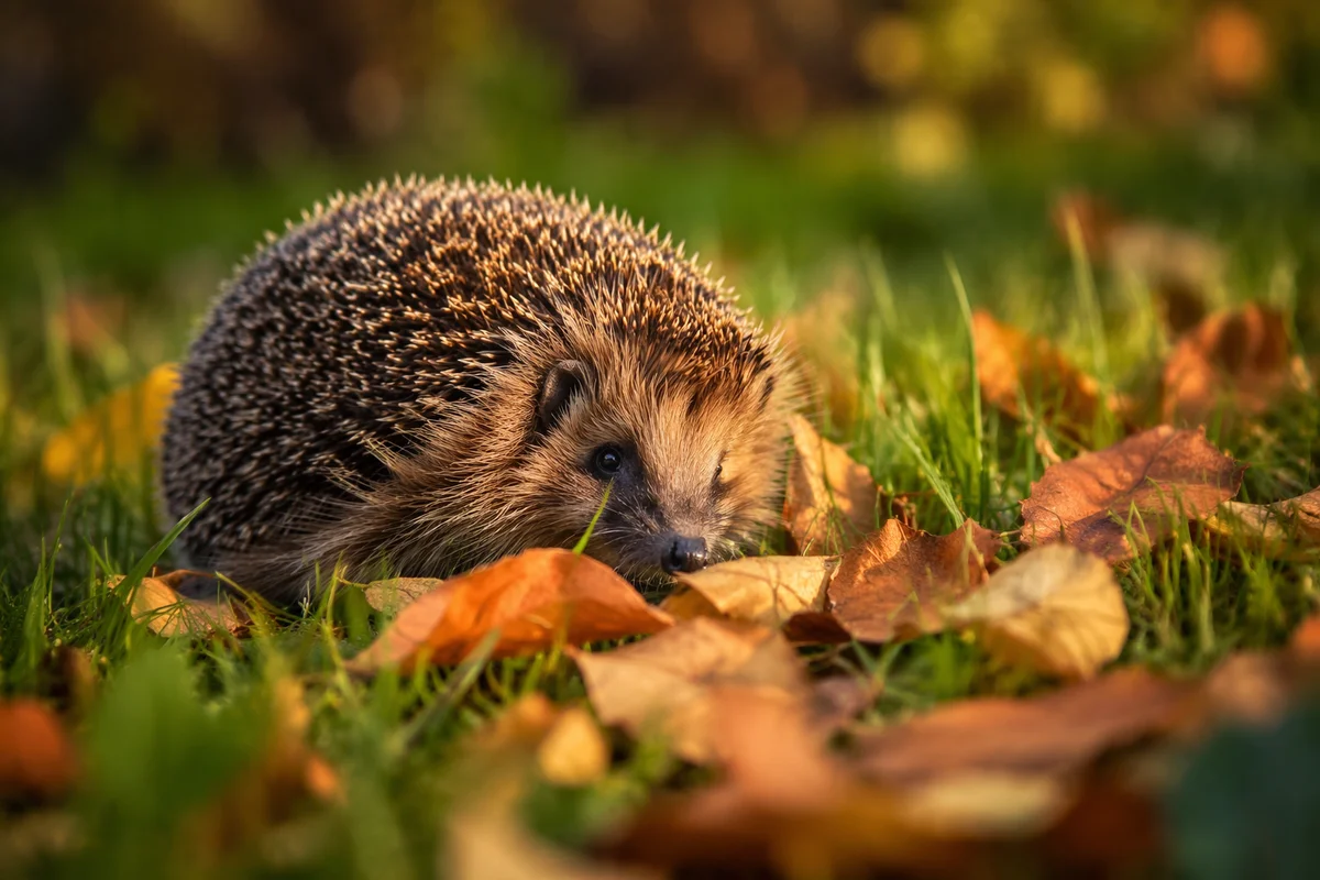 Cute Hedgehog Curled in Autumn Leaves
