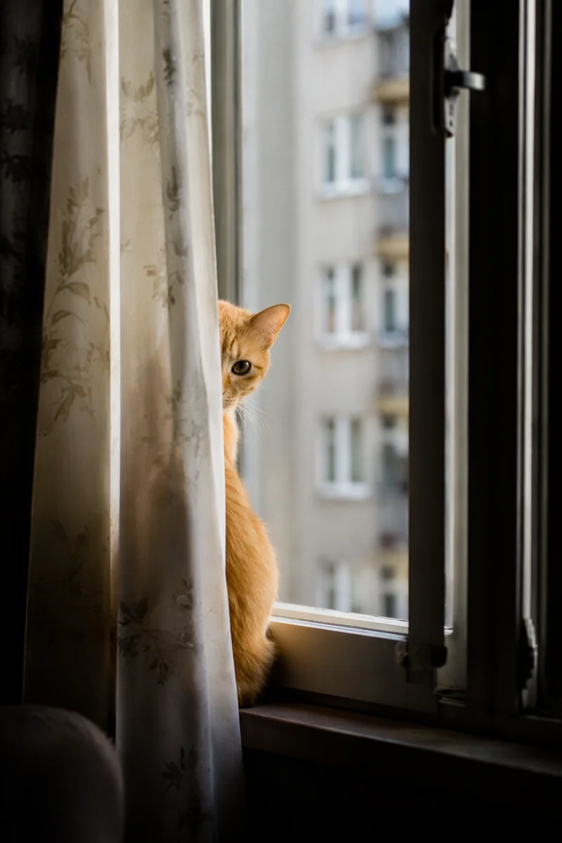 Curious Orange Tabby Behind Sheer Curtain