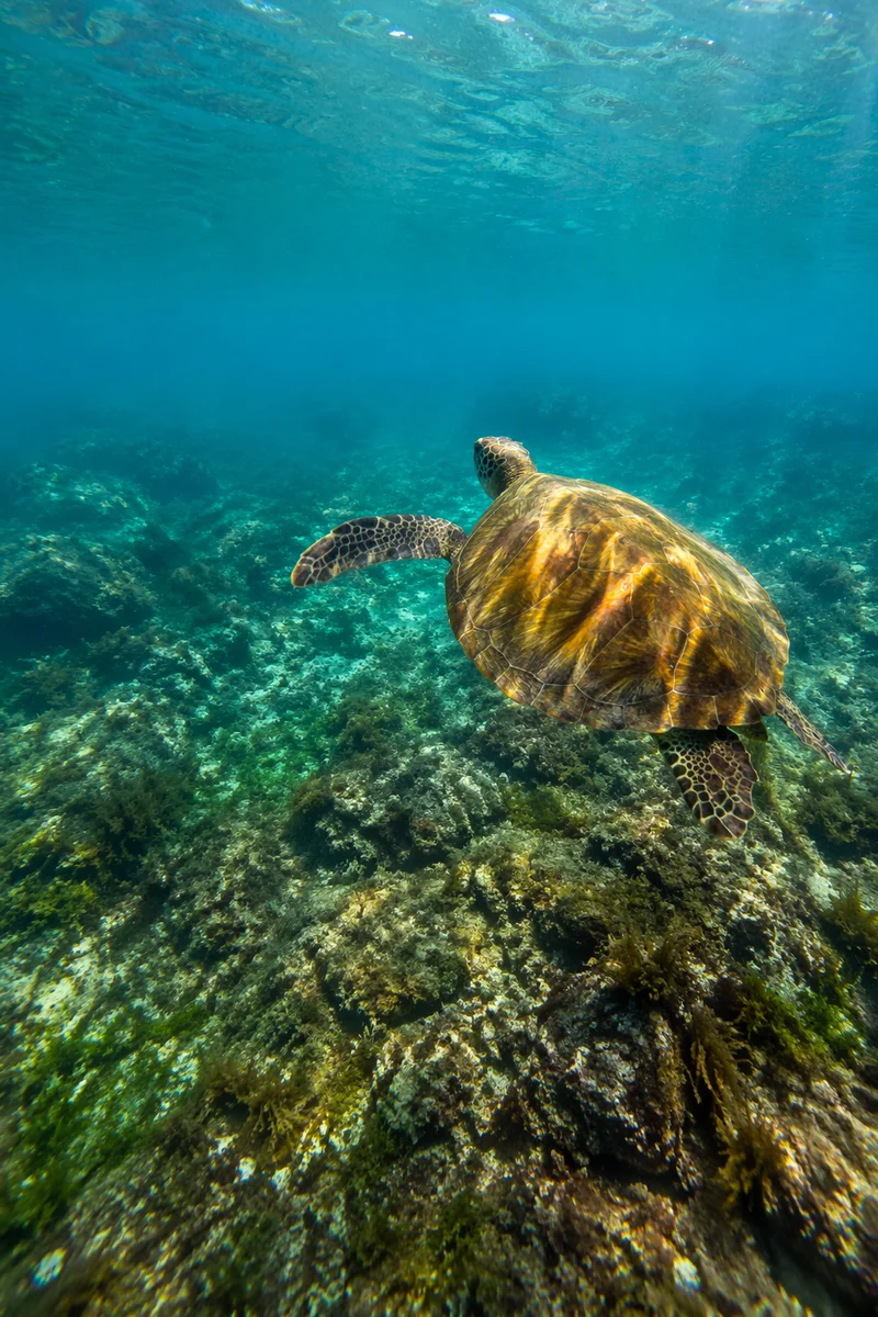 Sea Turtle Gliding Through Blue Ocean