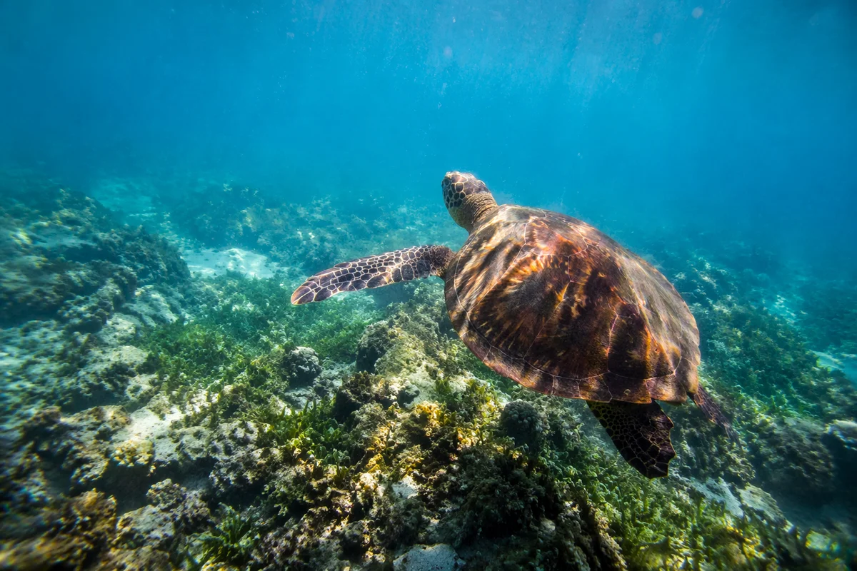 Sea Turtle Gliding Through Blue Ocean