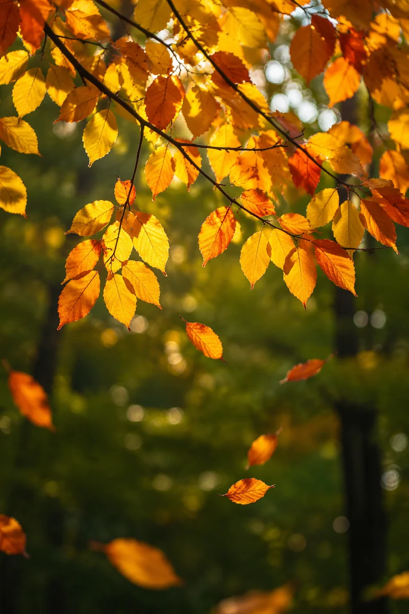 Golden Autumn Leaves in Gentle Sunlight