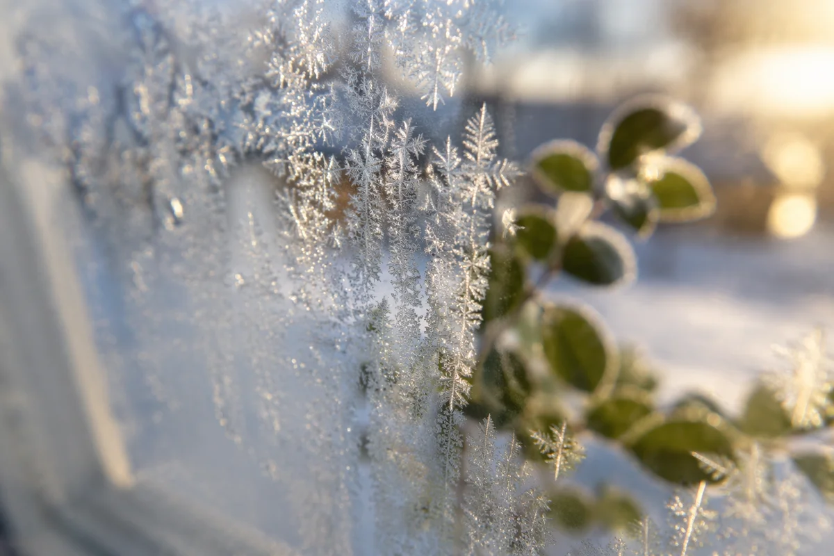 Hoarfrost Crystals on Winter Window Morning