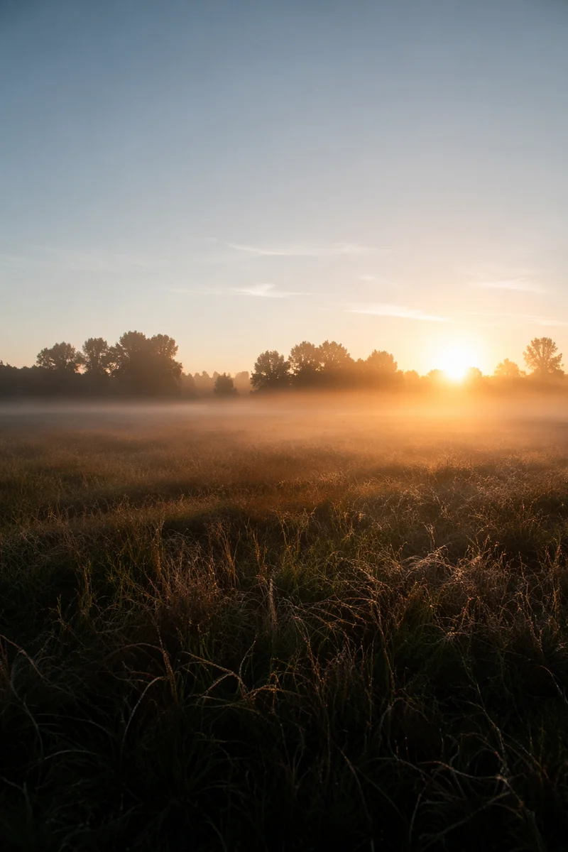 New Year Sunrise Over Peaceful Meadow