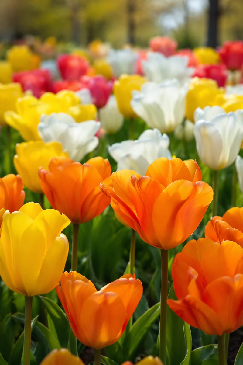 Blooming Tulip Garden in Morning Light