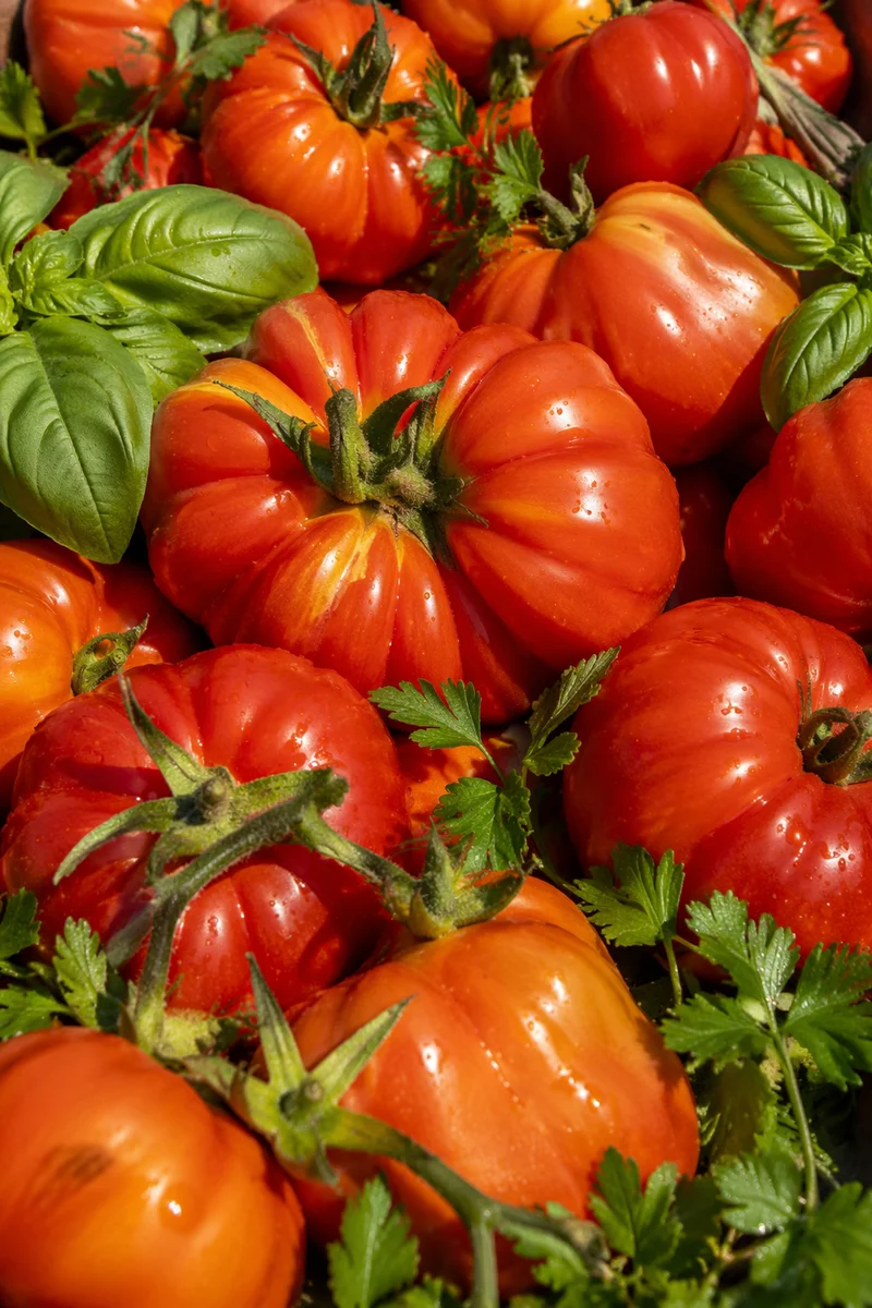 Sunlit Heirloom Tomato Garden Harvest Close-Up