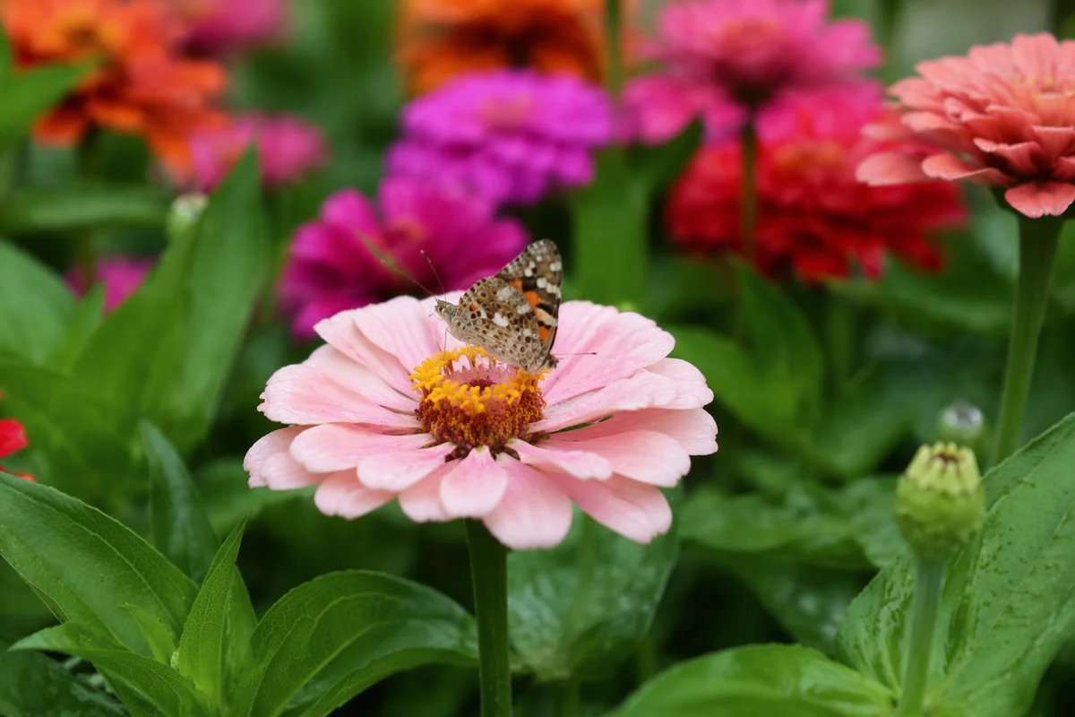 Spring Butterfly on Blush Pink Flower