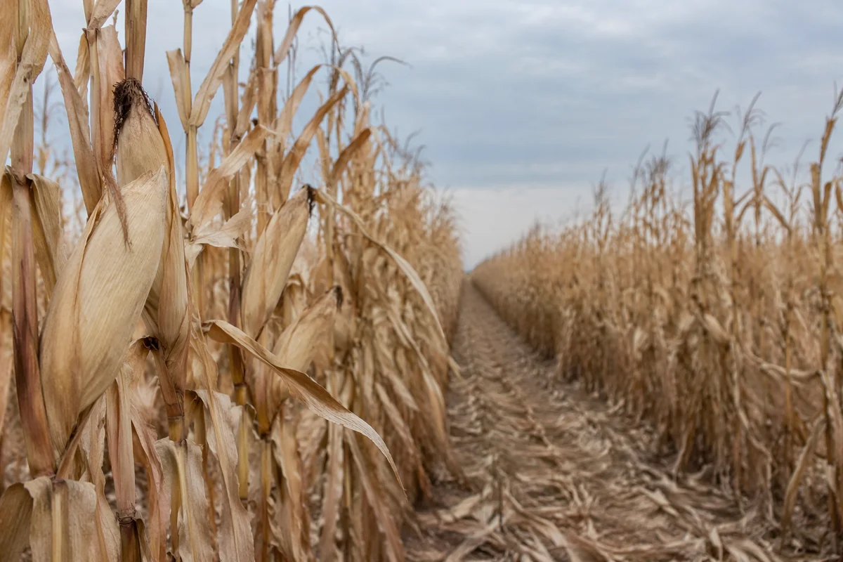 Golden Autumn Corn Field at Harvest