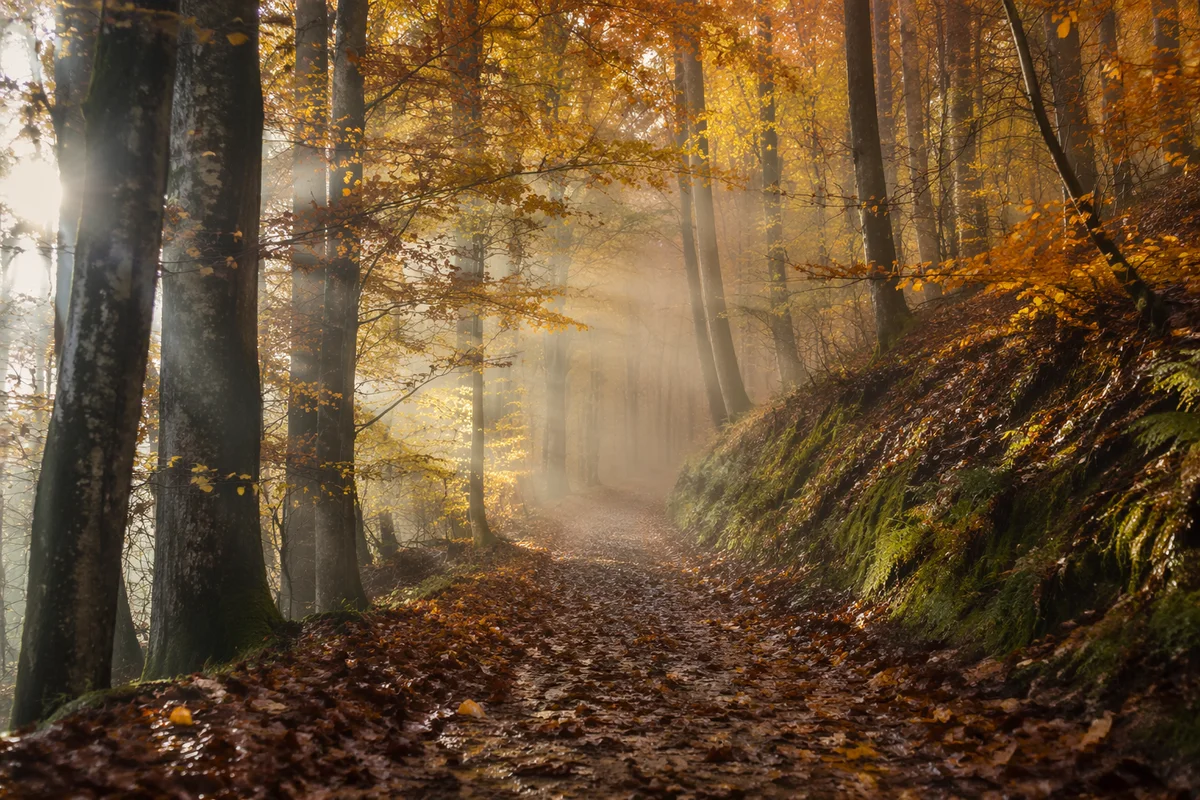 Foggy Autumn Path Beneath Golden Trees