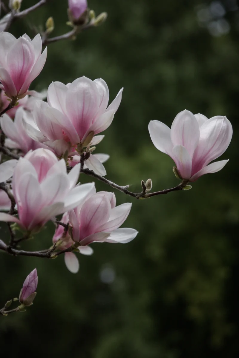 Blooming Magnolia Branch in Early Spring