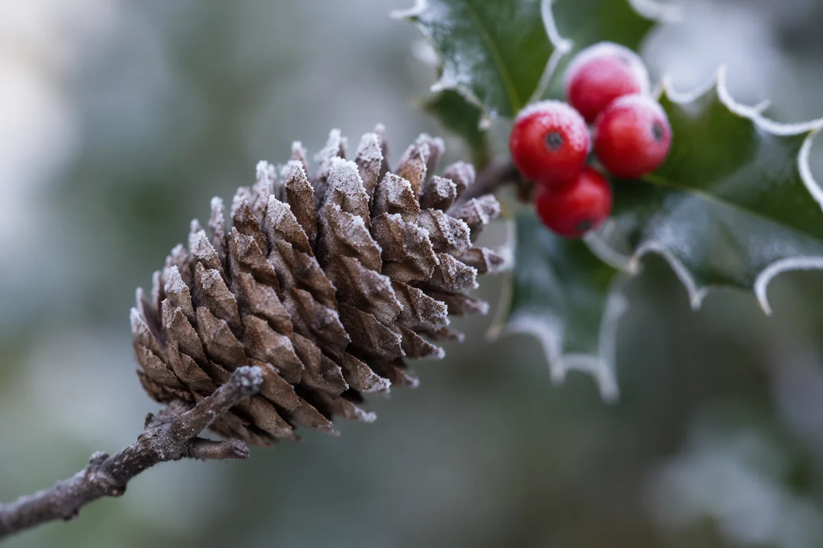 Frosted Pine Cone with Holly Berries