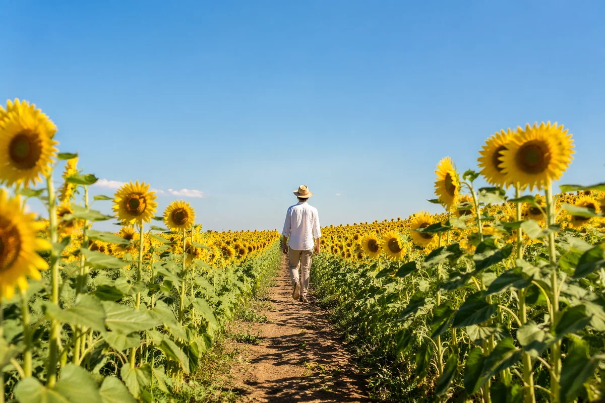 Bright Summer Sunflower Field Under Blue Sky