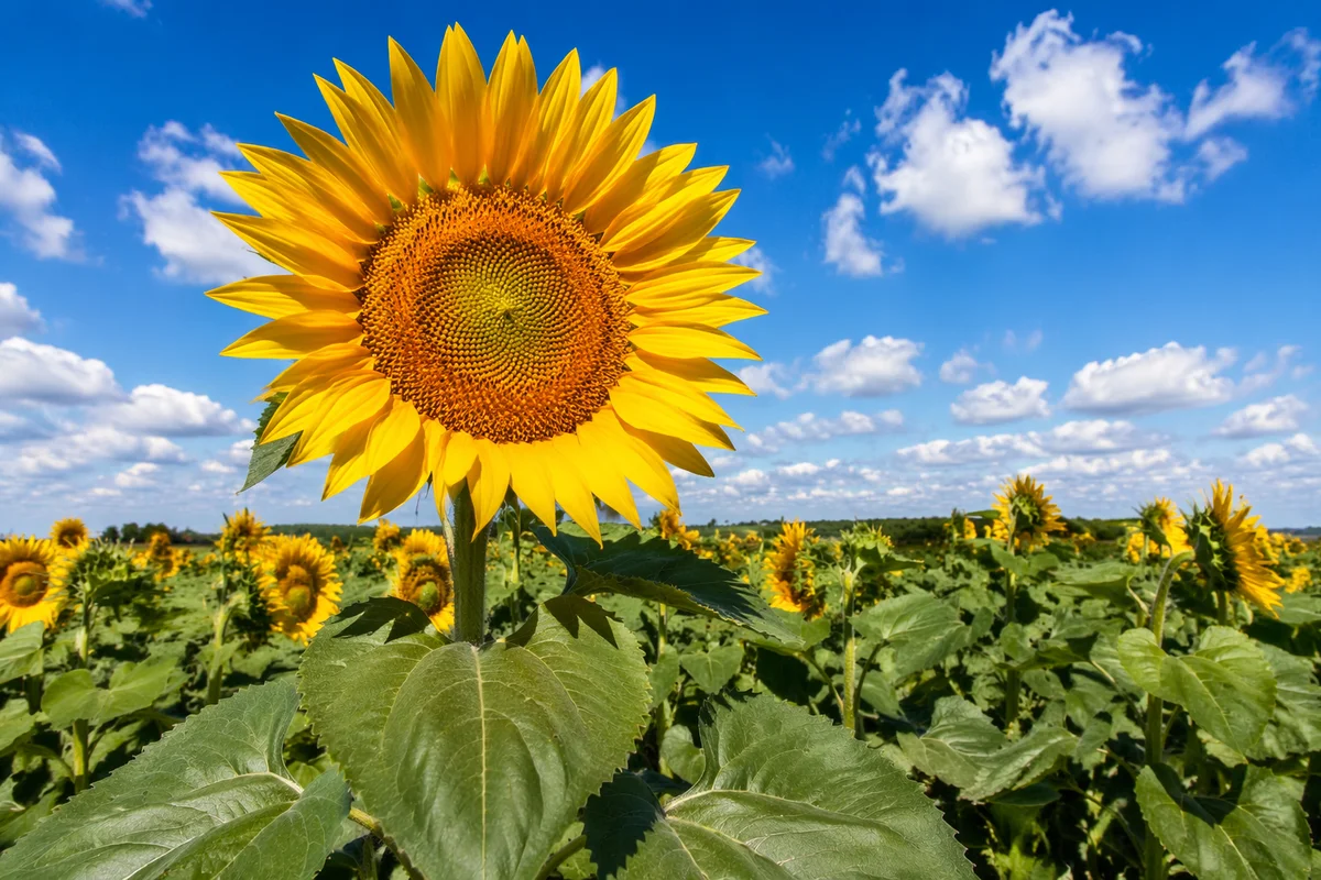 Bright Summer Sunflower Field Under Blue Sky