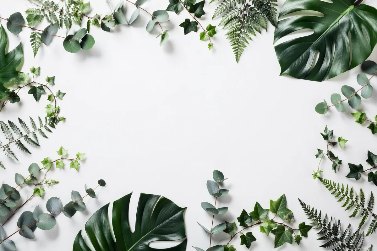 Botanical Leaf Border on White Background