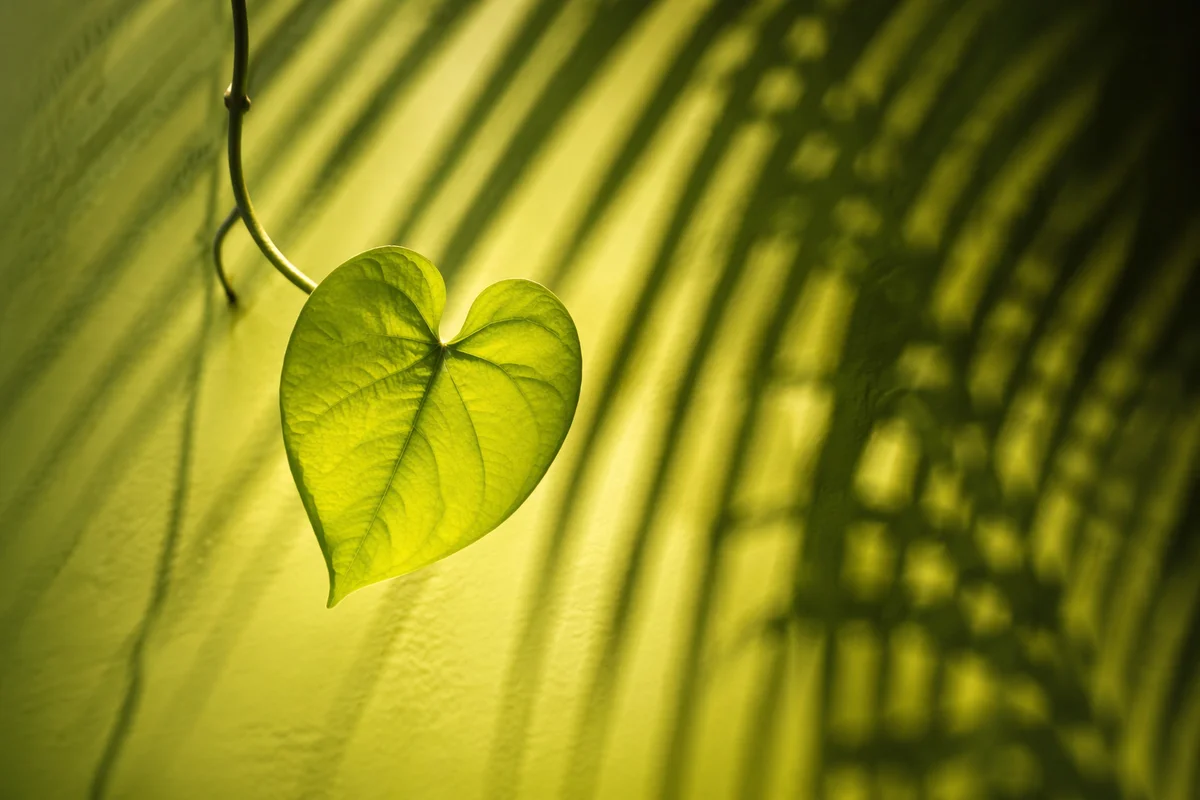 Sunlit Vine Leaf Shadow Play