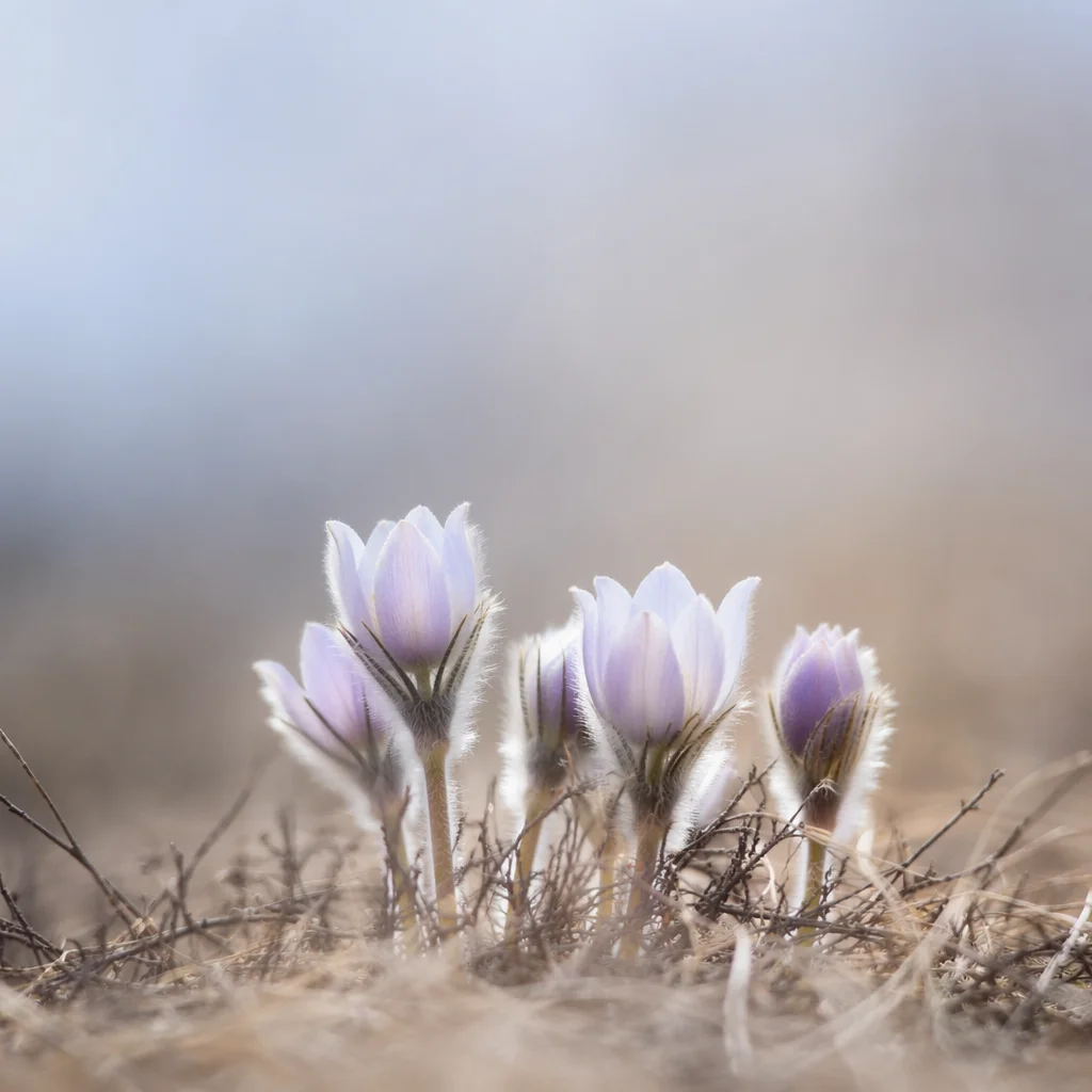 Pastel Spring Wildflowers With Quiet Copy Space