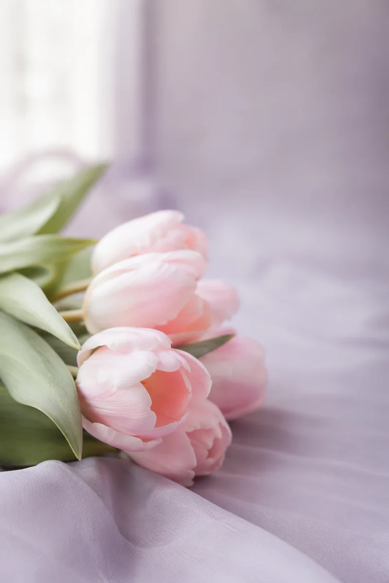 Pastel Spring Tulips Flat Lay Background